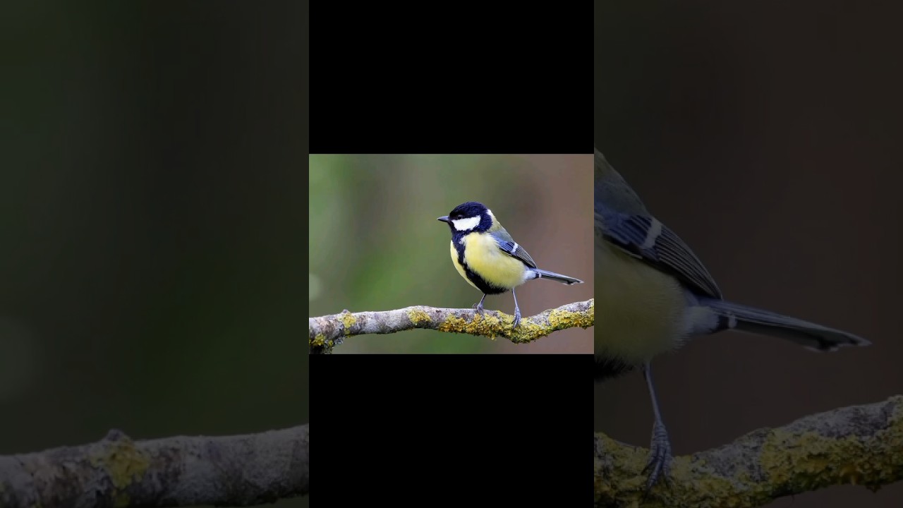 Sikora bogatka #ptaki #ptakipolski #przyroda #birds #zwierzęta #edukacja #ciekawostki