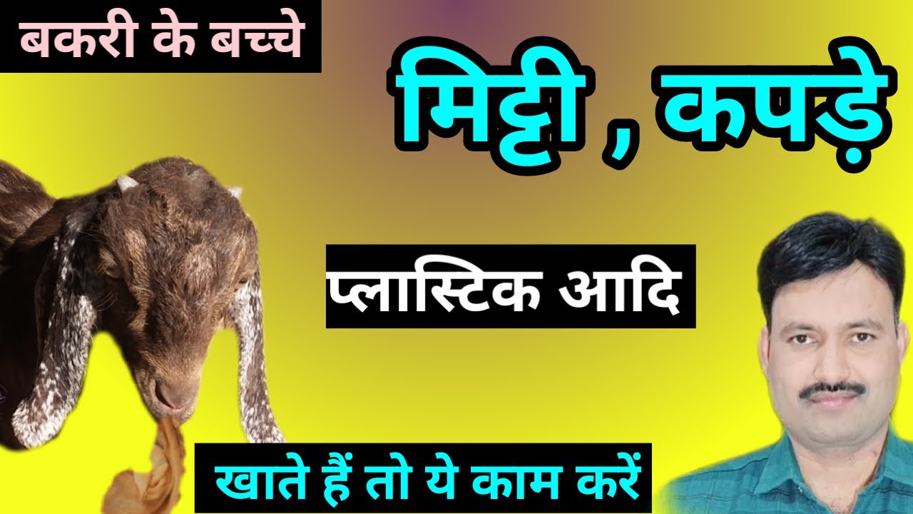 bakri ka bacha mitti khata hai बकरी का बच्चा मिट्टी कपड़े प्लास्टिक खाता है bakri ke bache ka ilaj