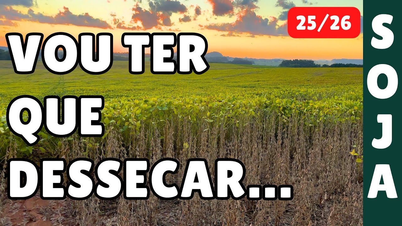 DESSECA&Ccedil;&Atilde;O PR&Eacute;-COLHEITA&hellip; achei que esse talh&atilde;o ia emparelhar