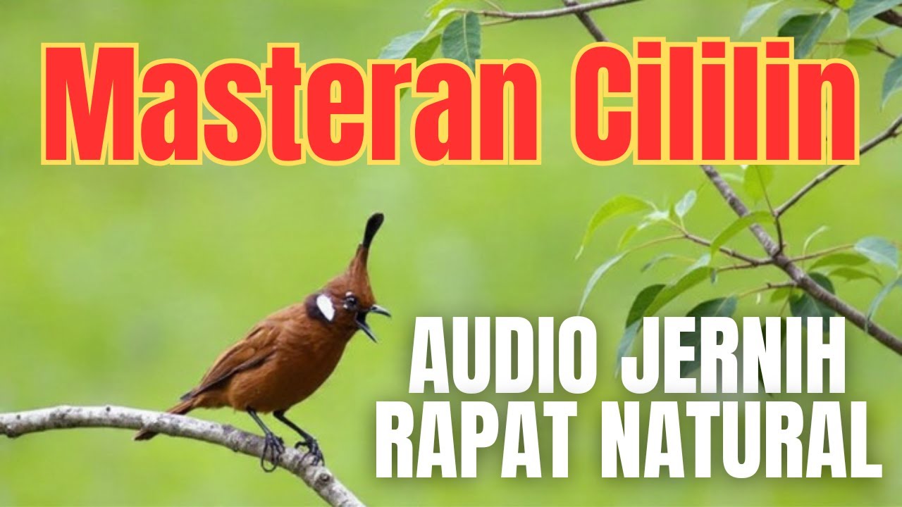 Masteran CIlilin Jernih Pakai Jeda, Cocok untuk Murai Batu, Cucak ijo, dan Masteran Konin