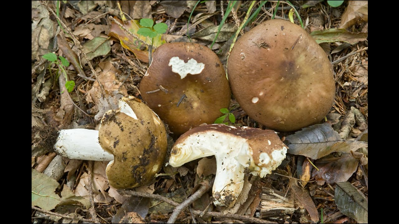 Russula integra