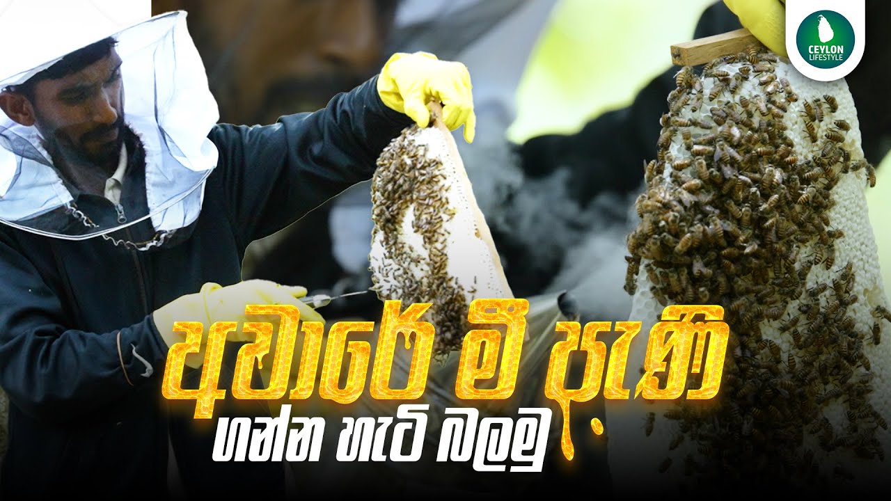 අවාරේ මී පැණි ගන්න හැටි බලමු | Sri Lanka Traditional Beekeeping | Ceylon Lifestyle