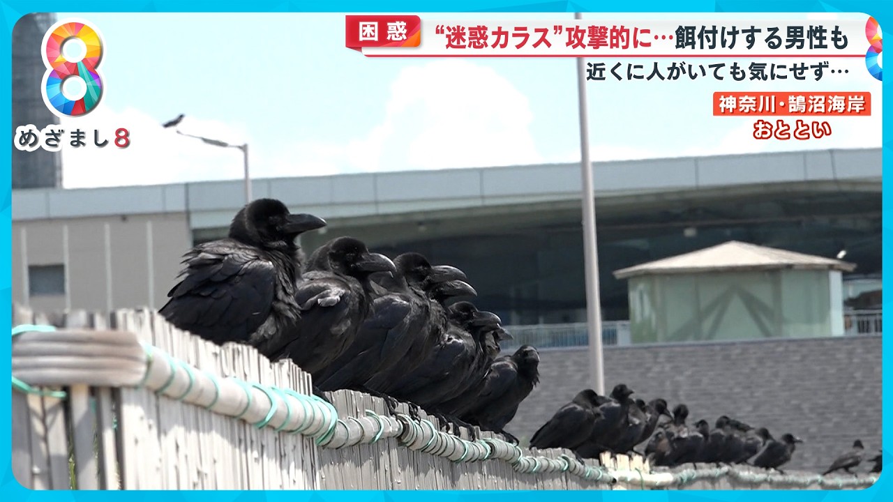 【困惑】“迷惑カラス”が凶暴化…繁殖期が影響か？ 餌やりする男性を取材すると驚きの理由が【めざまし８ニュース】