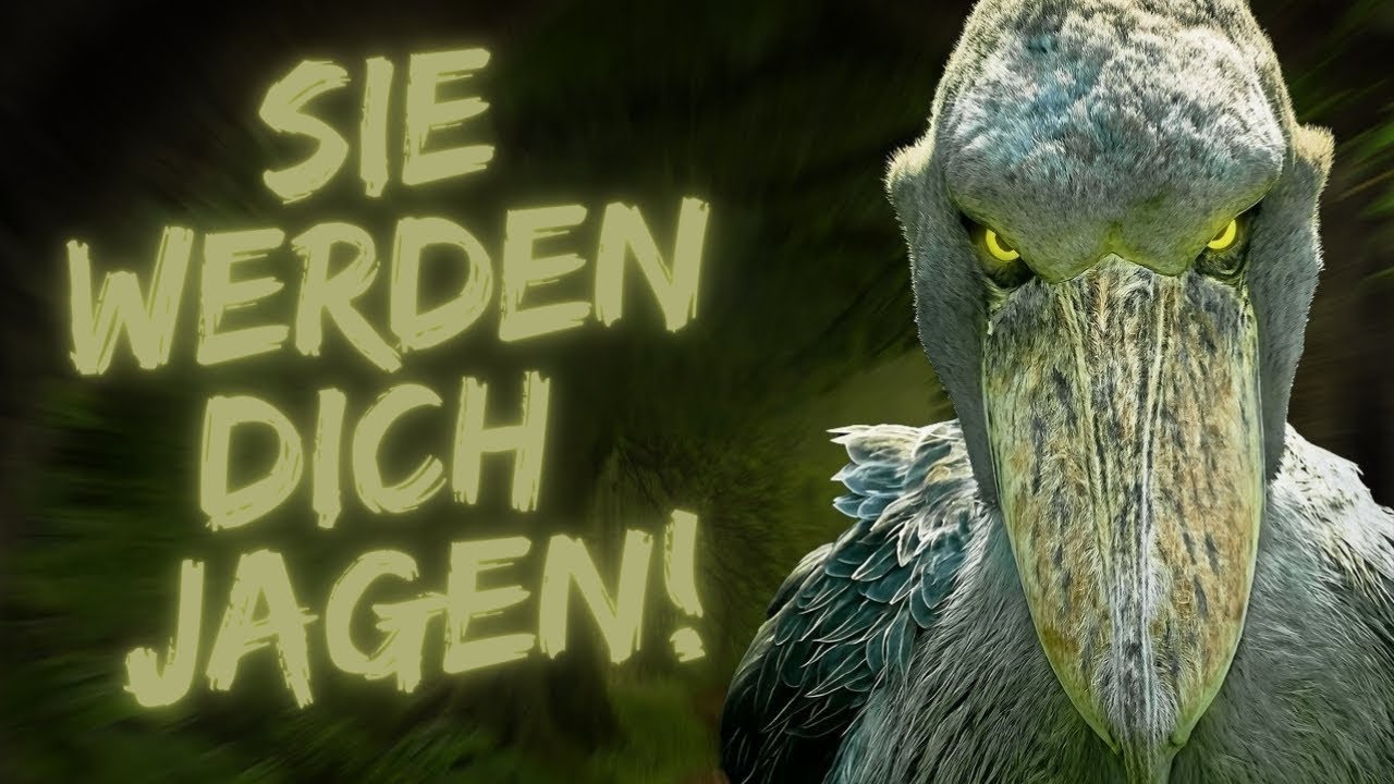 Diese Gefährlichen Vögel, solltest du besser nicht begegnen