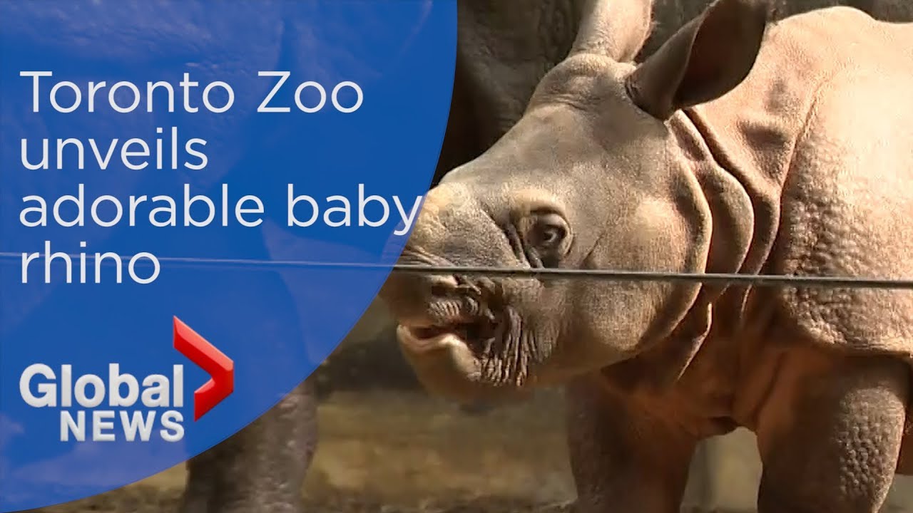 Meet Kiran, the Toronto Zoo's adorable new baby rhino