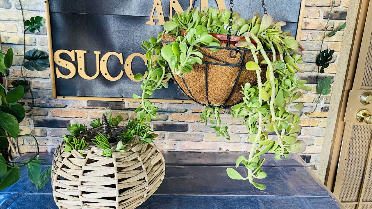 MY NEGLECTED TRAILING WEEPING JADE NEEDS MY TLC