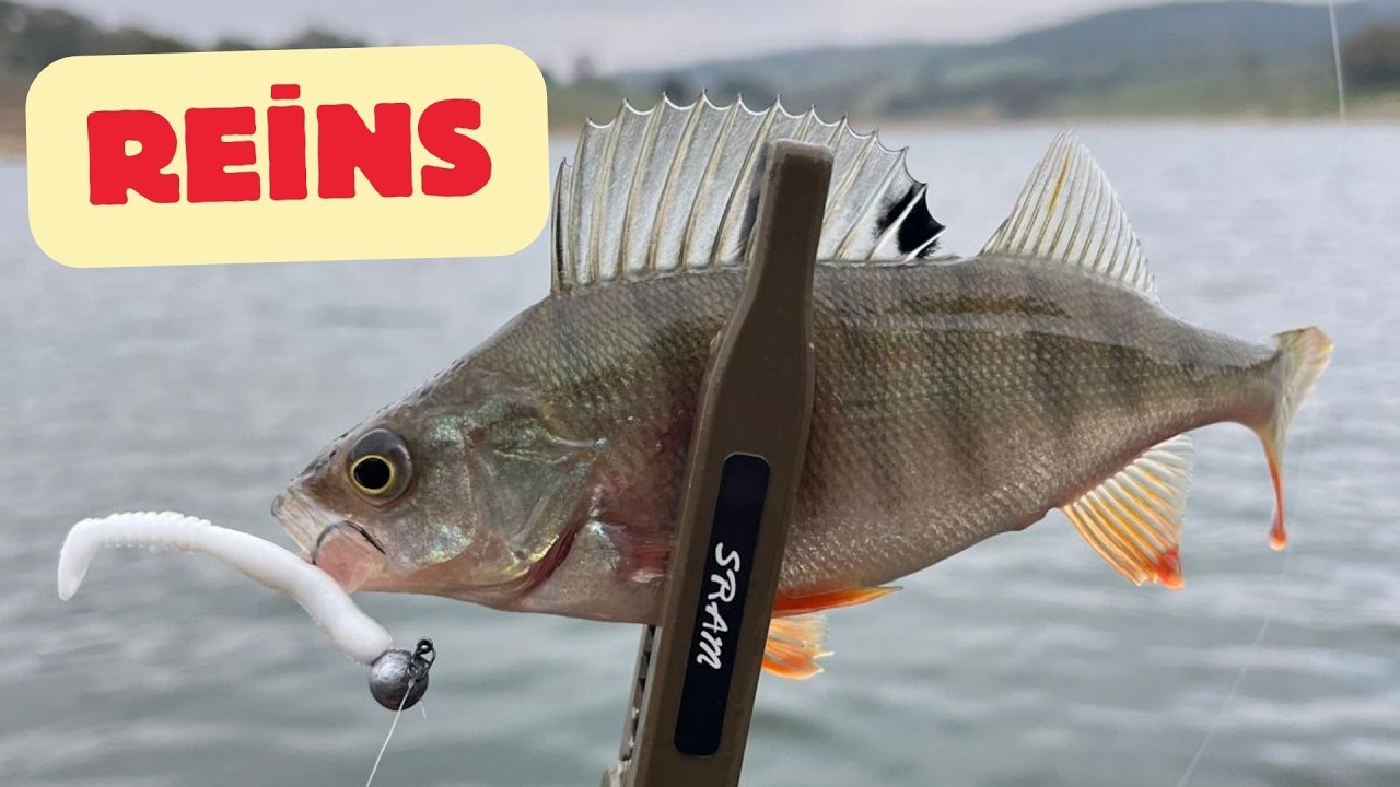 Denizli G&ouml;letinde Levrek Avı-Reins Rock Vibe Shad Beyaz Fark Yarattı #fishing #balık&ccedil;ılık #lrfavı