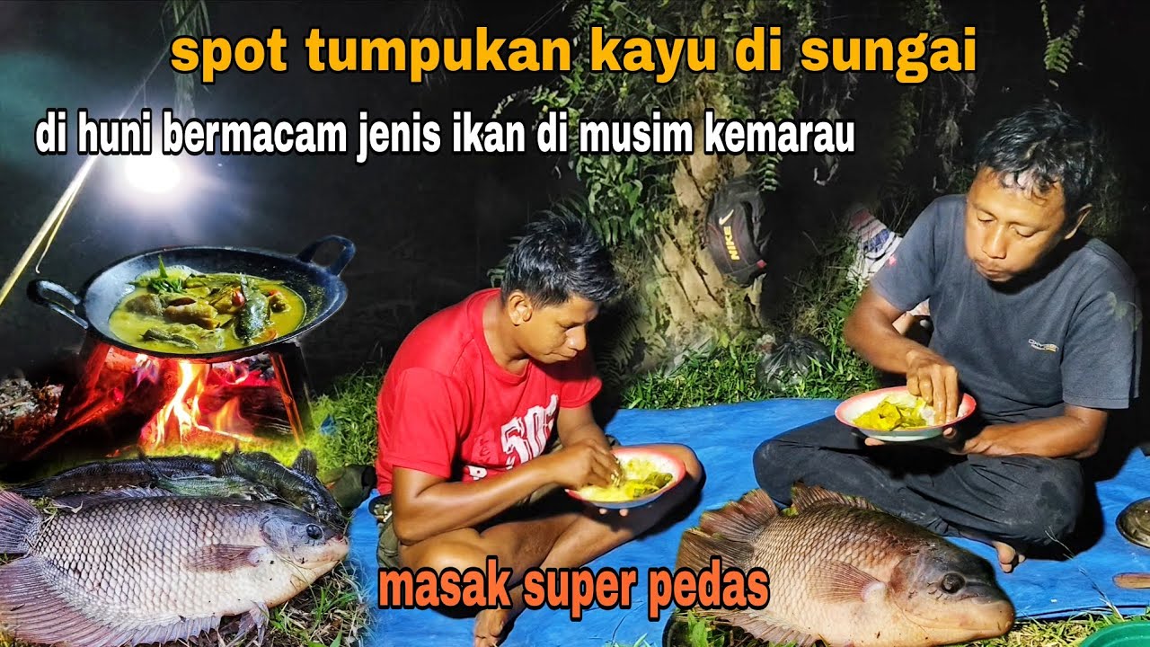 DAPAT IKAN BERSEMBUNYI  DI BAWAH TUMPUKAN KAYU, MUSIM KEMARAU