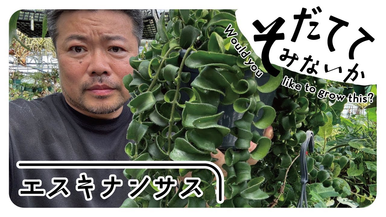 【観葉植物】花もかわいい！たれるアイツを育ててみないか⁉️エスキナンサス編