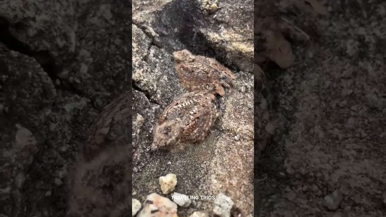Incredible! Night Jar Bird Spotted With 0.0000000001% Probability #shorts #rearend #fyp