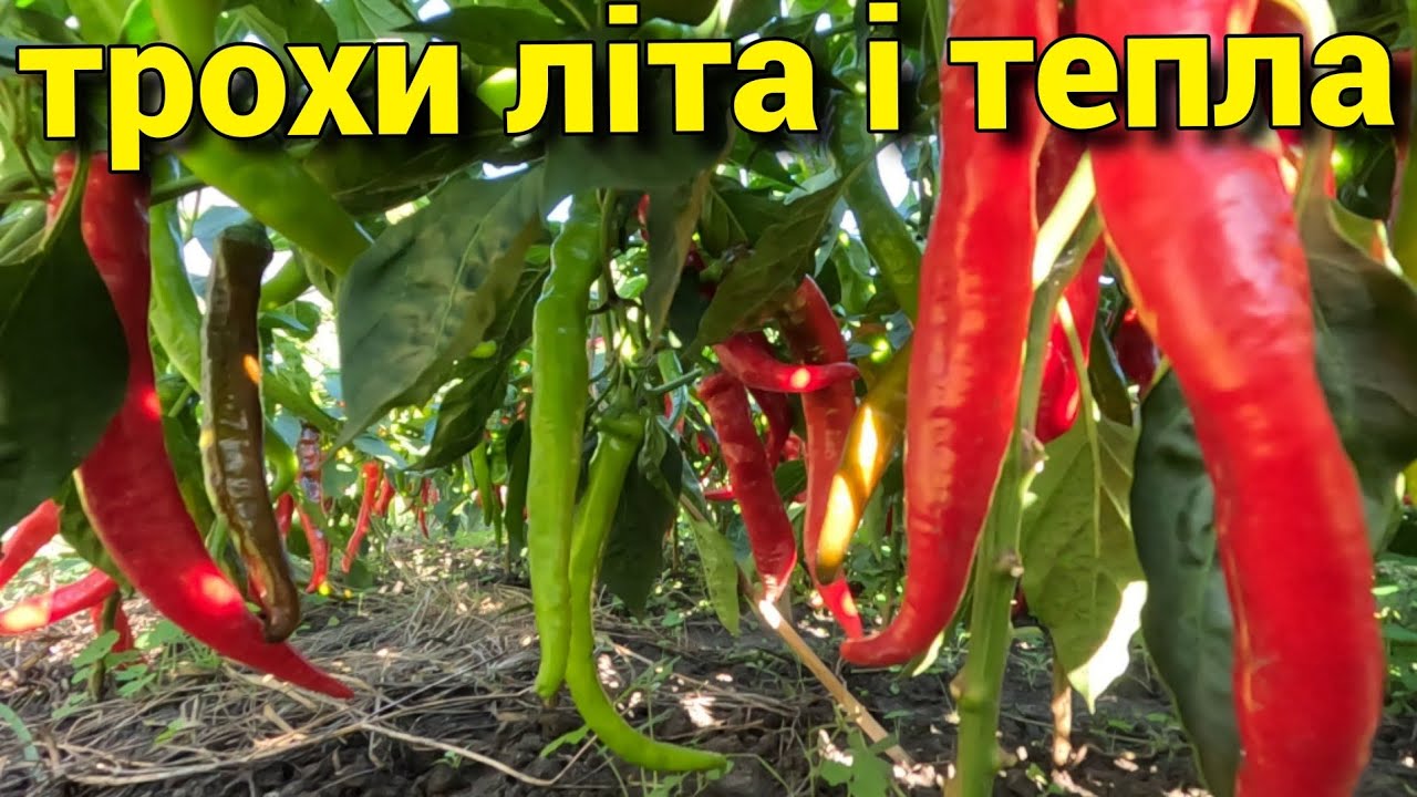 На таке можна дивитися нескінченно!!!!