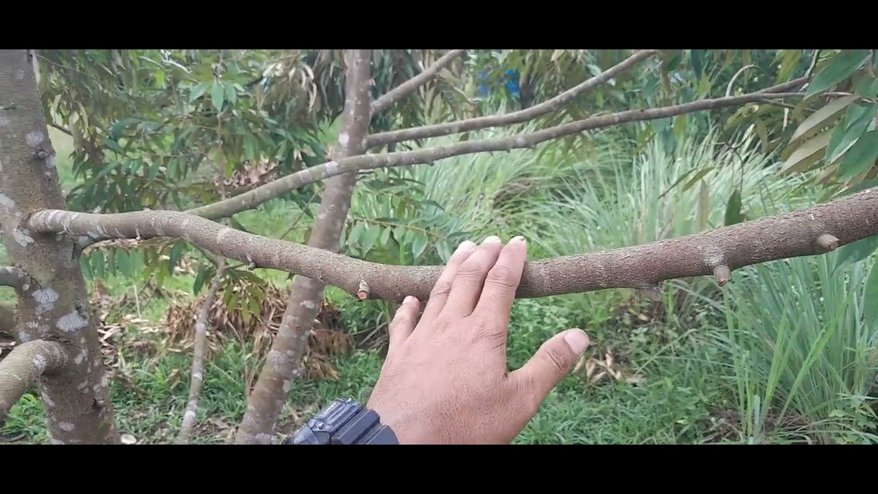 Cara paksa pokok durian cepat berbuah.