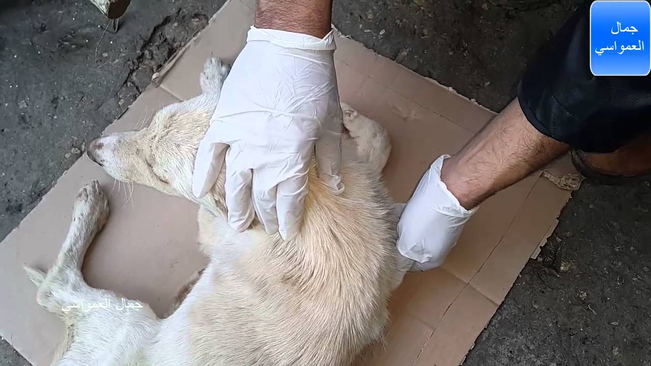 علاج الكلب الذي دعسته سياره مستمر ولاكن يحتاج الى وقت طويل مع جمال العمواسي
