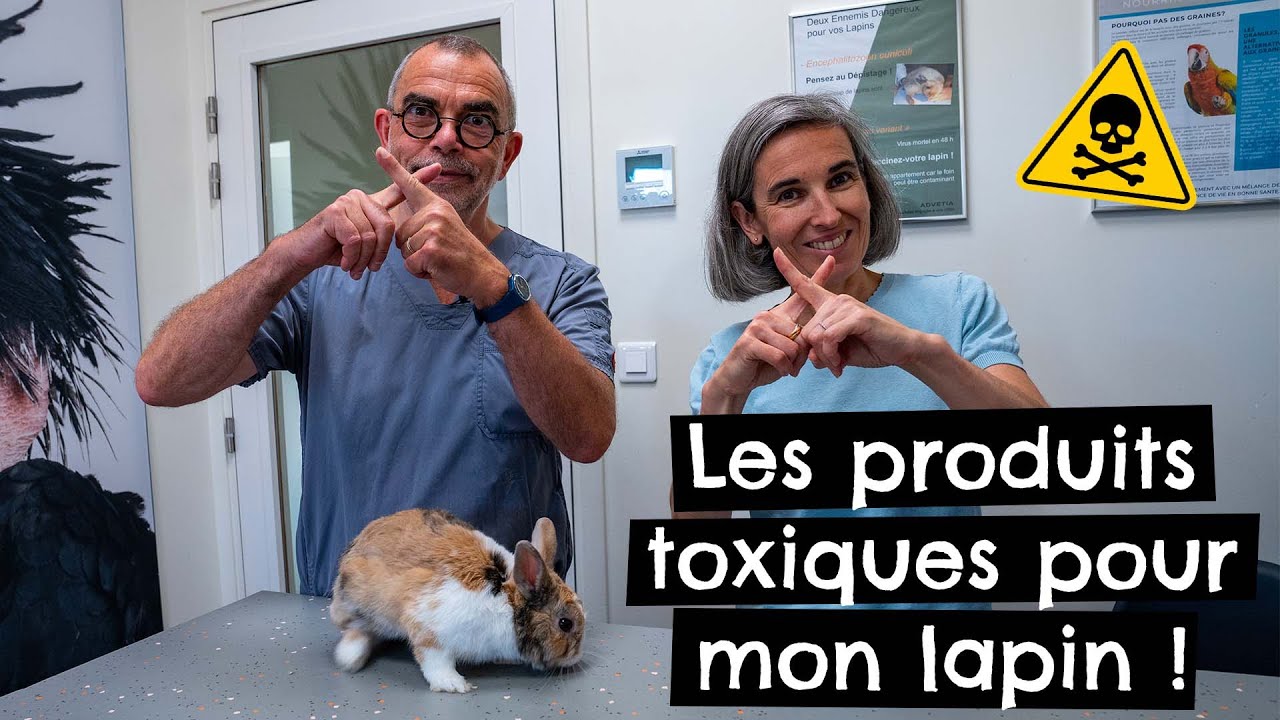 Les produits toxiques pour mon lapin #danger ! 🐰