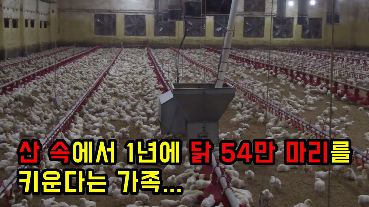 산골짜기로 들어가 1년에 닭 54만 마리를 키운다는 가족...ㄷㄷ진짜 수익이 어마어마...근데 안정적!