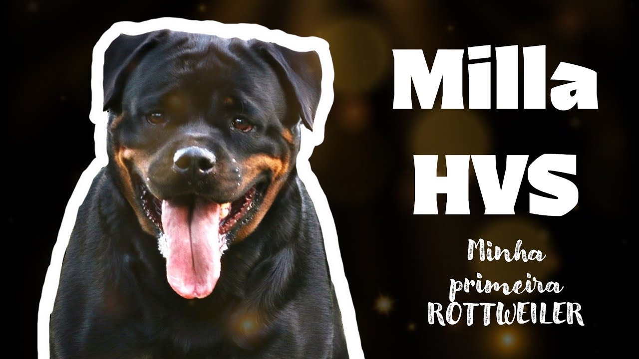 MILLA HVS, MINHA PRIMEIRA ROTTWEILER FÊMEA