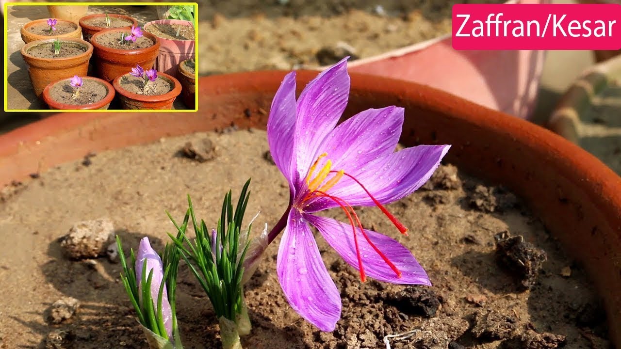 Saffron ko Gamalon mein ugaane ka tareeka - Urdu/Hindi