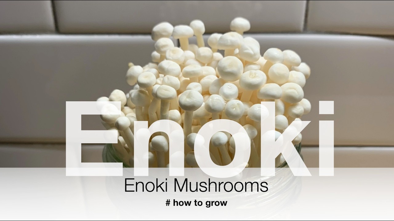 Enoki Mushrooms  #howtogrowmushrooms  #howto grow store bought enoki mushrooms