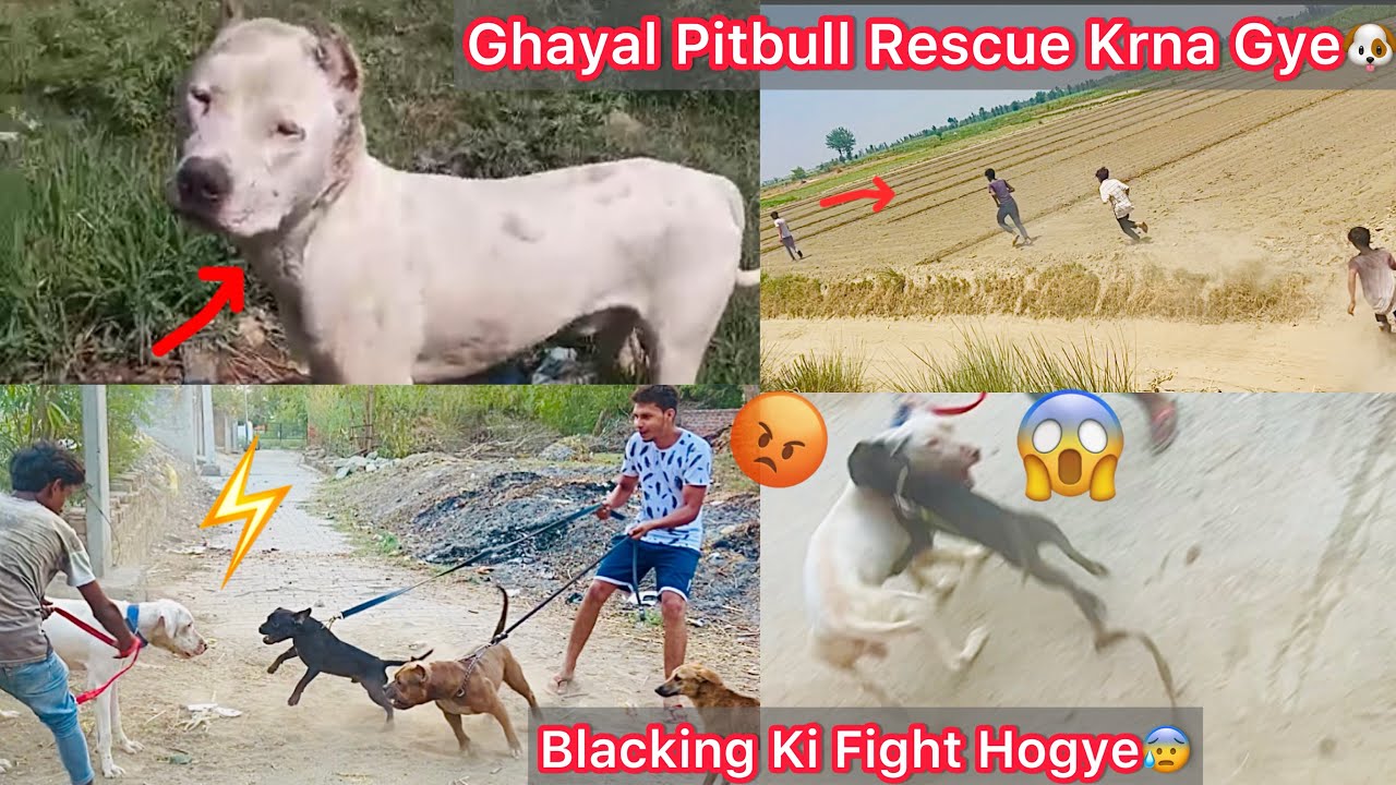 Kise N Etna Ghayal Pitbull Yamuna Nadhi Par Chhod Diya😡|| Blacking Ka Panga Hogya😰Simba Bully K Sath