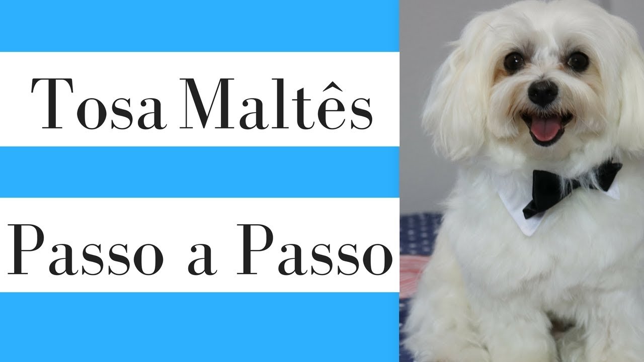 Tosa Maltês passo a passo carinha, cabecinha e orelhas