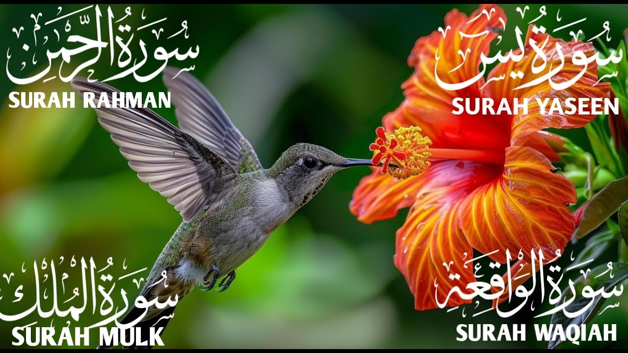 تلاوة تريح القلب سورة يس❤️الواقعة❤️الرحمن❤️الملك❤️ لزيادة الرزق و البركة.Yaseen🔴Rahman🔴Mulk🔴Waqiah✅💯