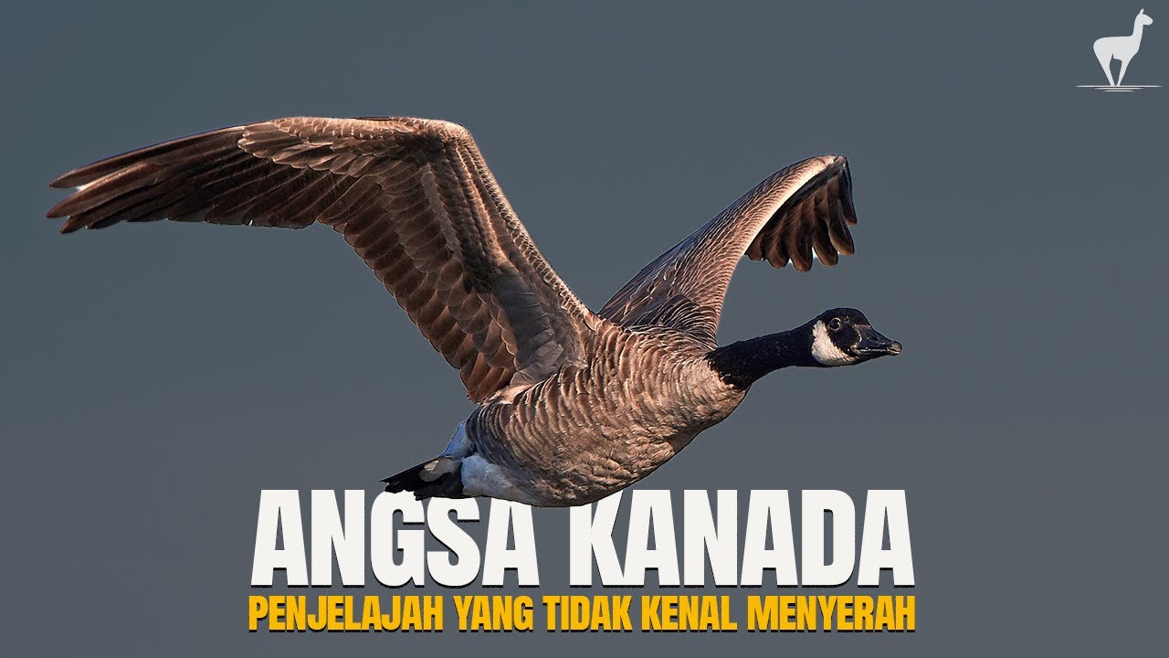 Angsa Kanada: Migrasi Hebat Tanpa Kenal Kata Menyerah
