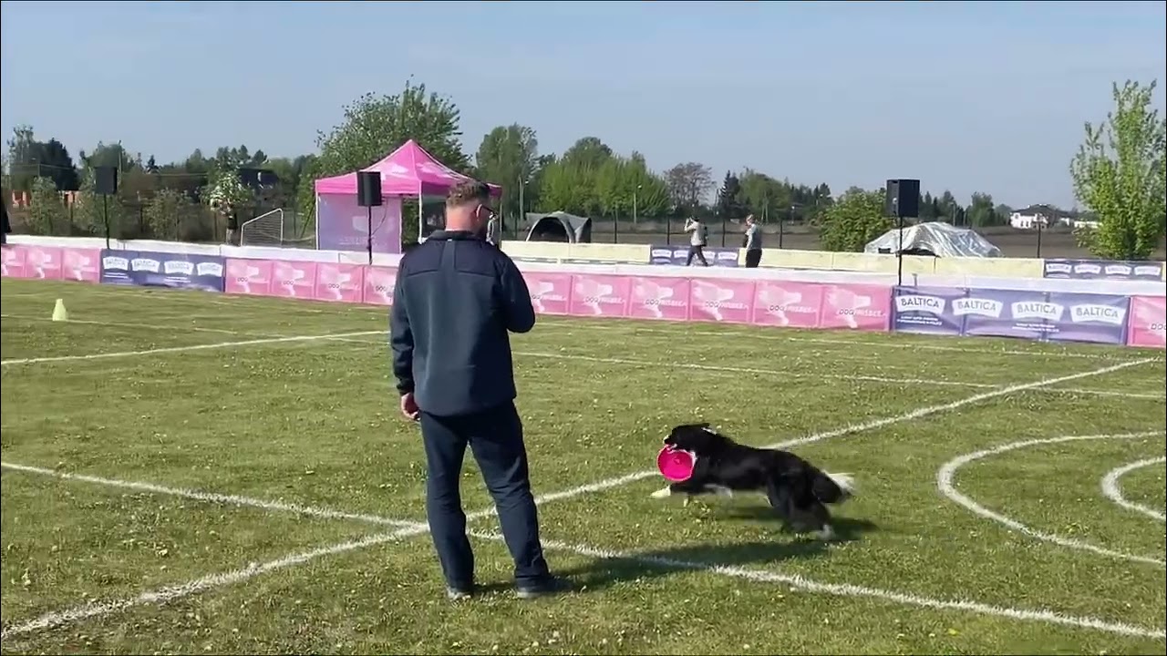 Dog Dartbee | Dog games spring 2024
