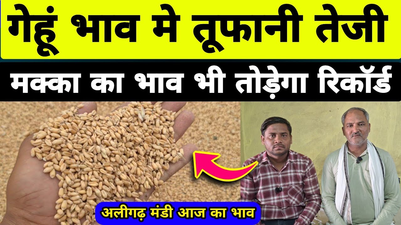 गेहूं मे रिकॉर्ड तेजी आई /gehu ka bhav aaj ka/ aligarh mandi bhav aaj ka/sarso ka bhav/makka bhav 