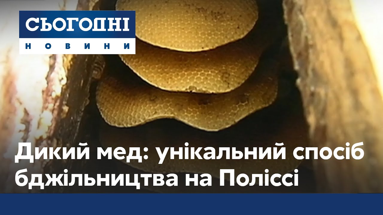Дикий мед, который ели во времена Киевской Руси: уникальное пчеловодство сохранилось на Полесье