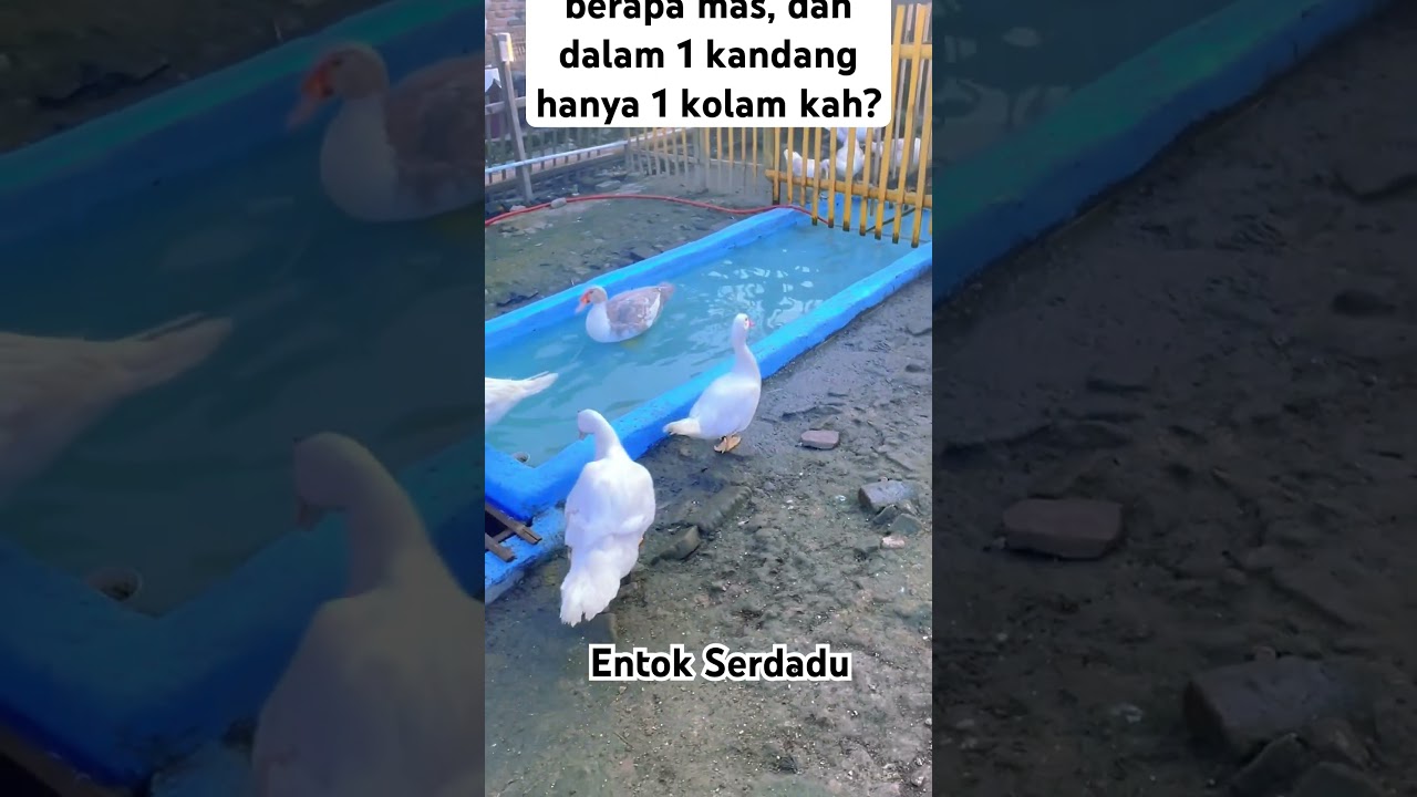 Ukuran kolam untuk entok. #kolam #farming