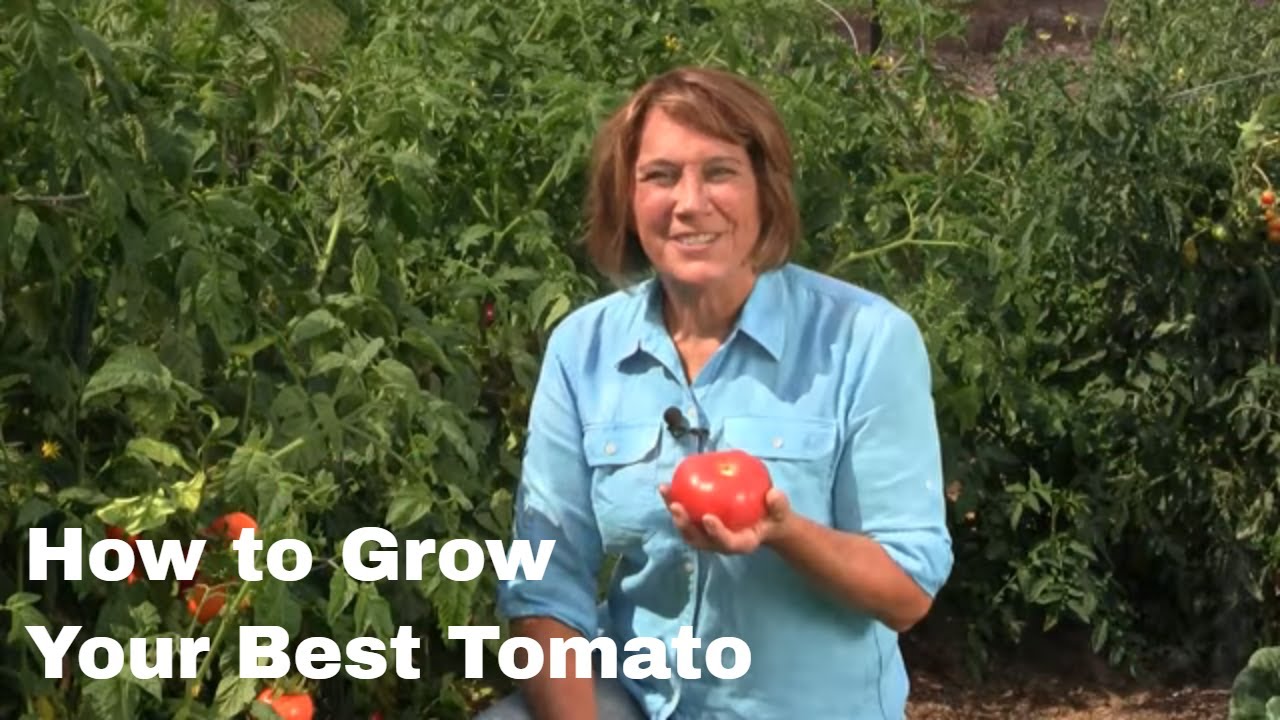 How to Grow Your Best Tomato
