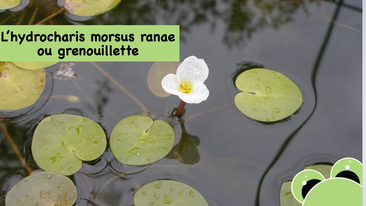 La grenouillette, plante flottante (Hydrocharis morsus ranae)