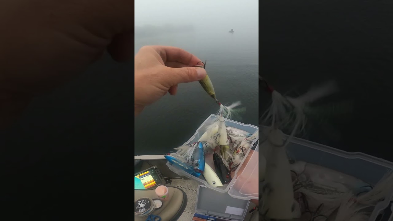 POPPER which one? #topwater #topwaterfishing #bassfishing #fishingtips #popper #fishinglures