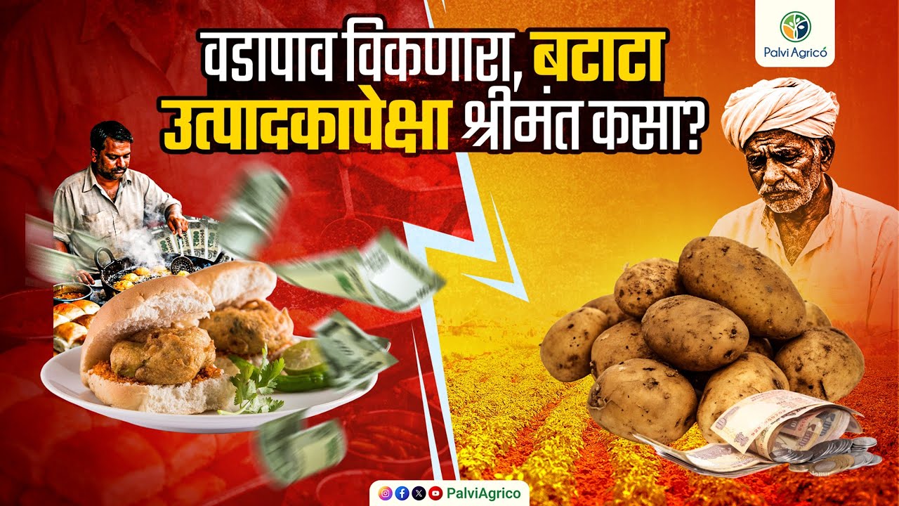फक्त बटाटा विकायचा, की त्यातून पैसा उगवायचा? | Palvi Agrico 