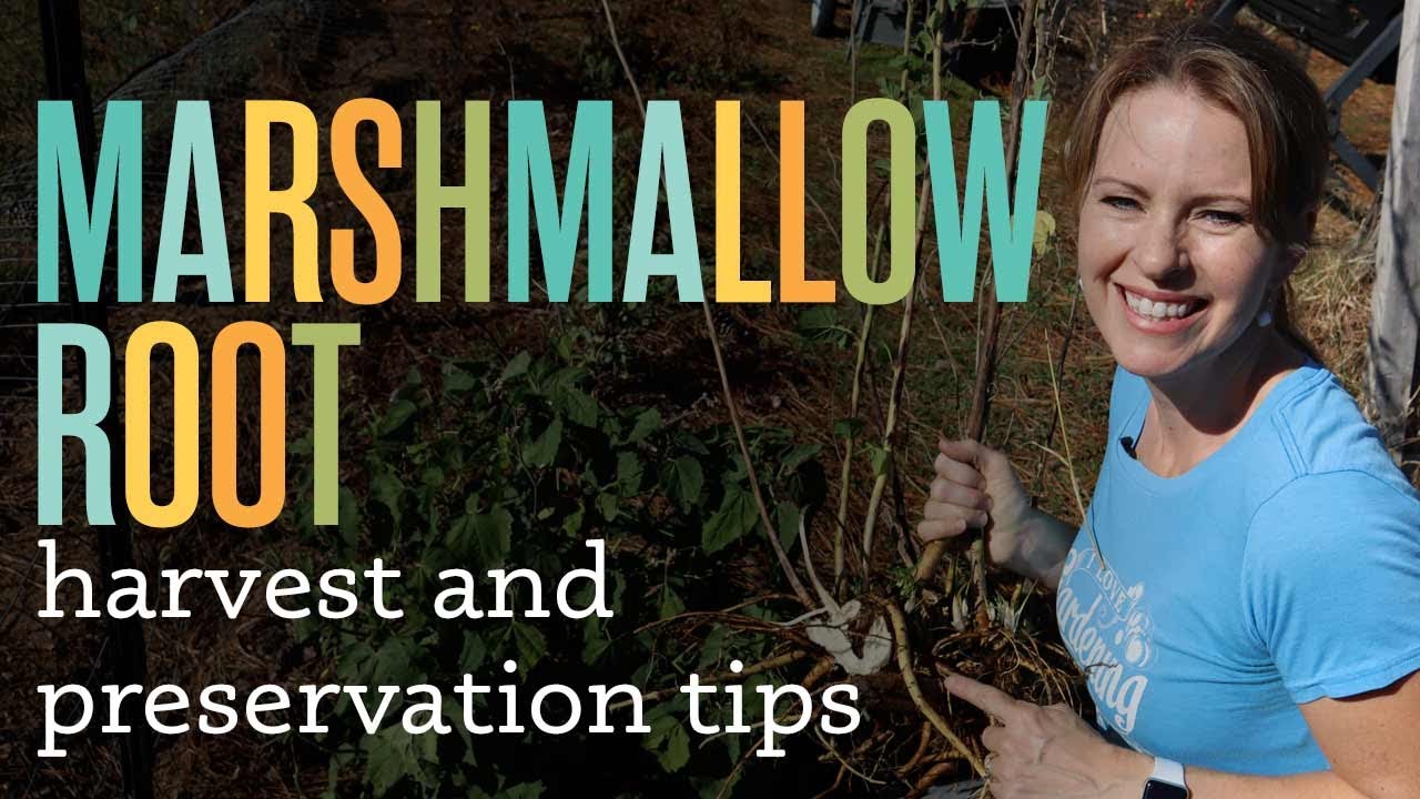 Harvesting and Preserving Marshmallow Root