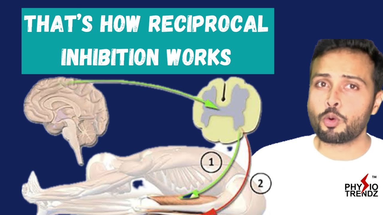 Физиология взаимного торможения