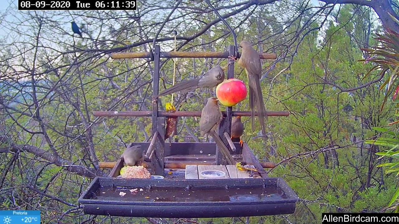 Early morning bird activity - 1 Hour
