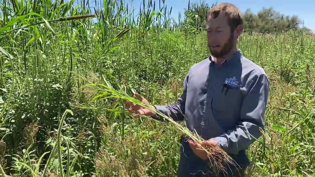 2025 Summer Cover Crop Proso Millet