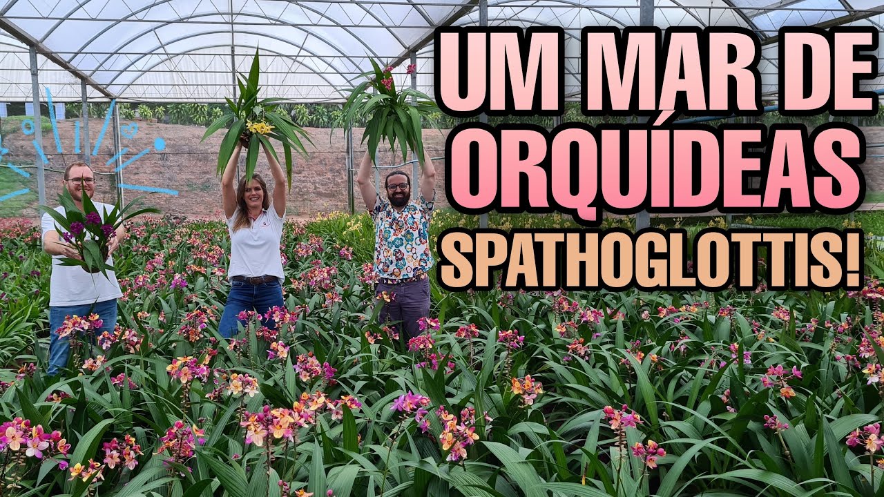 Orquídea -Grapete - Aprenda A Plantar E Cuidar Do Jeito Certo - Orquídeas -  Spathoglottis