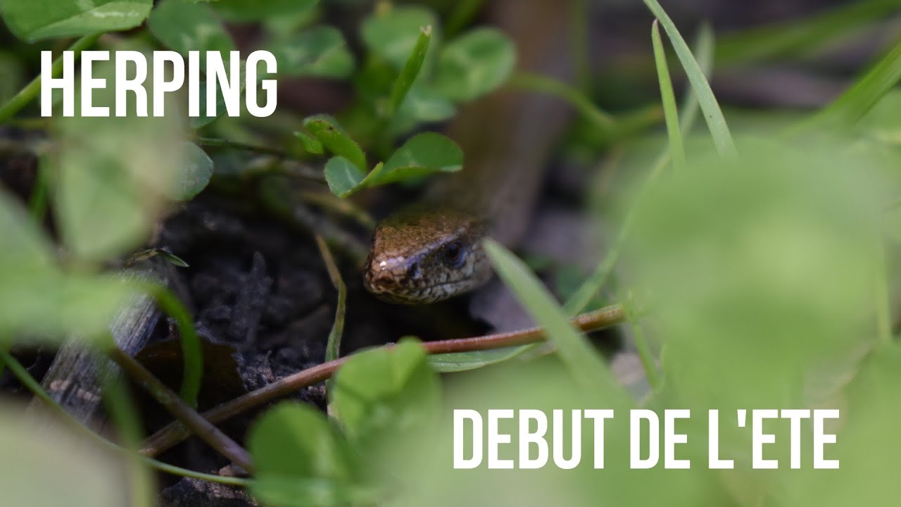HERPING A LA RECHERCHE DE NOS REPTILES SAUVAGES !