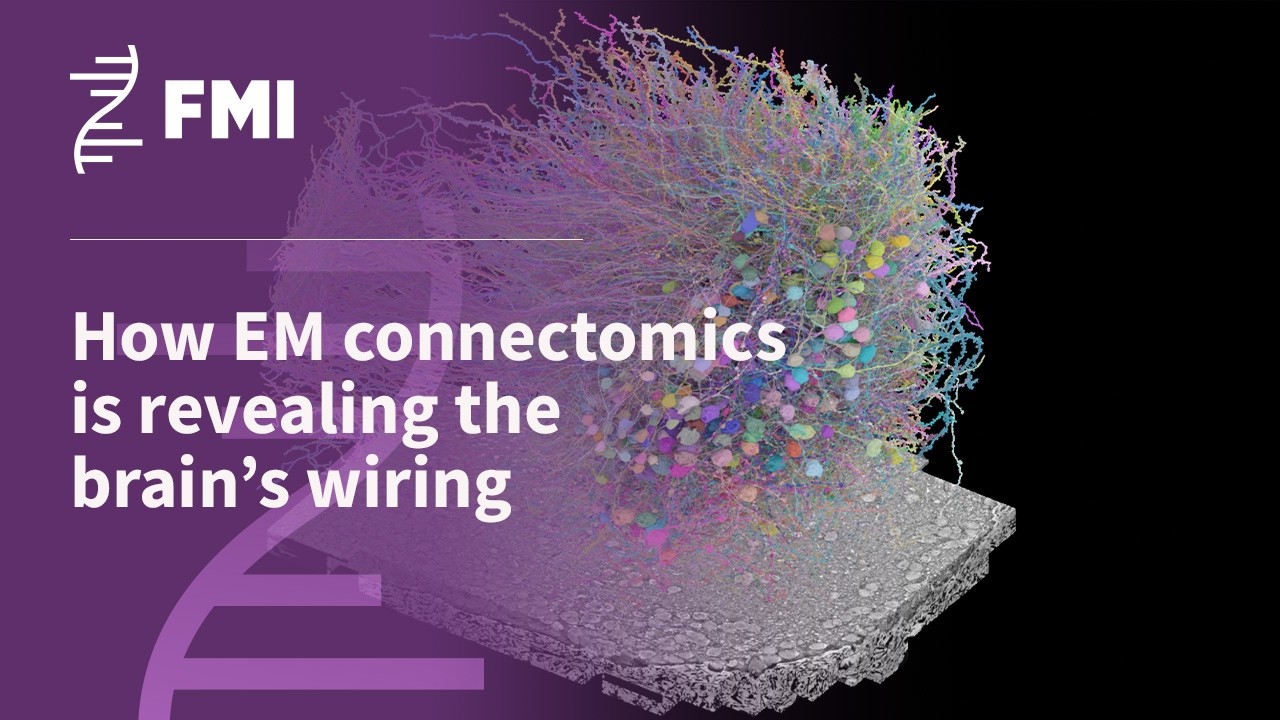 Mapping the mind: How EM connectomics is revealing the brain&rsquo;s wiring