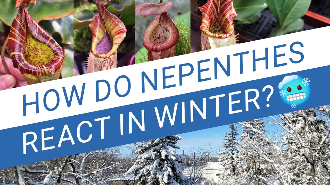 🥶 How Do Nepenthes React  During Winter ❄ Cold Night Temperatures