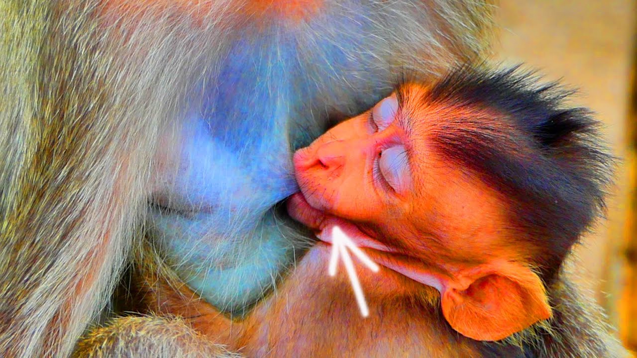 Super fast...Tiny baby monkey ALIS uses a one-horsepower breast pump from Mom ALIKA.