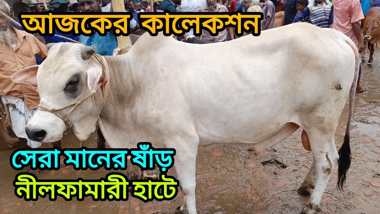 মিডিয়াম দামের দেশাল ষাড় গরু আজকের বাজার জেনে নিন  নীলফামারী হাটে। Cow Market Nilphamari । 