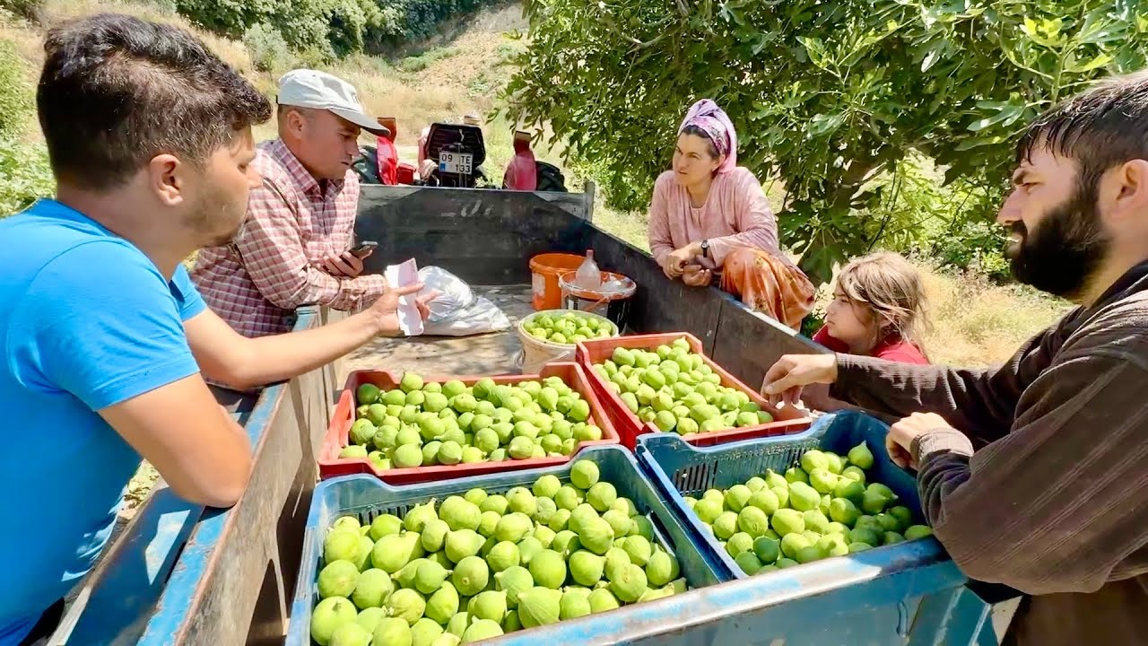 Yeni Bahçemize İlk İlekleme - Komşu Köyden Toplayıp Satın Aldık
