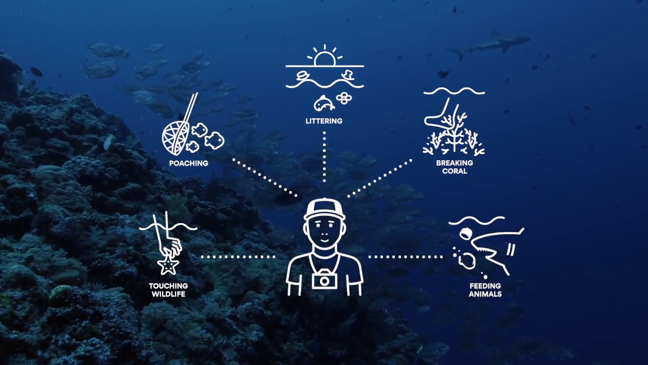 Havas Palau Pledge Case Study