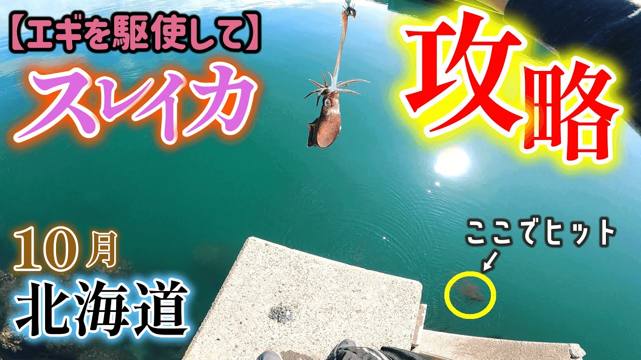 【アオリイカ】もはや北海道でアオリイカは珍しくない？！