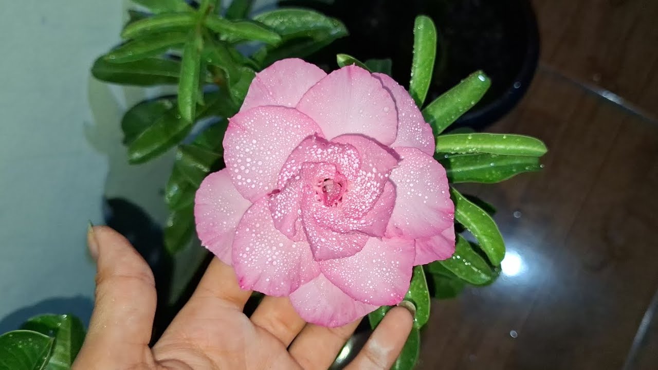 Coloquei todas as rosas do deserto na minha varanda.