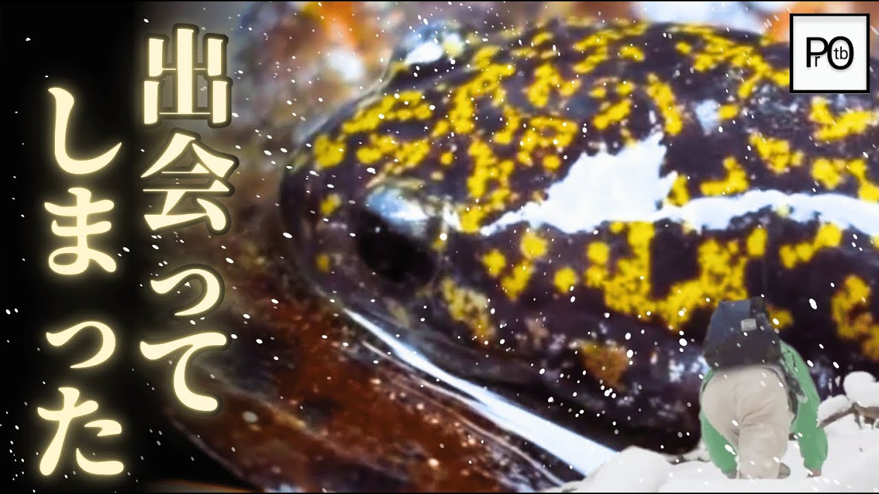 極寒の沢で出会った、金箔のサンショウウオ。