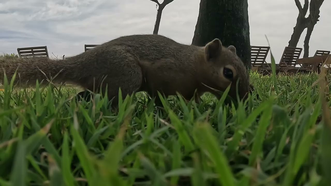 7 minutes of Squirrel mania